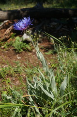 Centaurea fuscomarginata