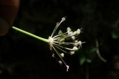 Allium decipiens quercetorum