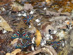 Mimoniades versicolor versicolor