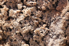 Platycryptus arizonensis