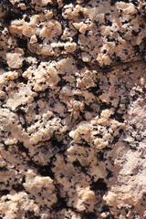 Platycryptus arizonensis