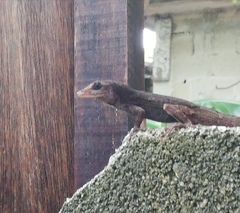 Anolis sagrei