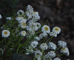 Achillea ptarmica
