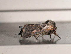 Bellura densa