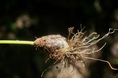 Allium decipiens quercetorum
