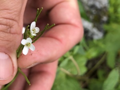 Arabis eschscholtziana