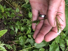 Arabis eschscholtziana