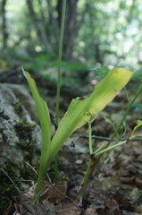 Colchicum umbrosum