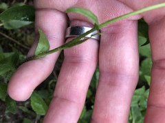 Arabis eschscholtziana