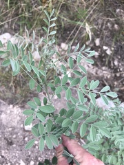Indigofera lindheimeriana