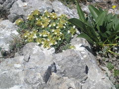 Teucrium montanum jailae