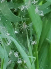 Pisaurina