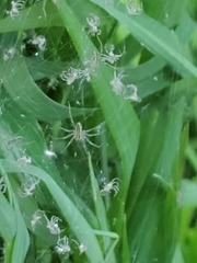 Pisaurina