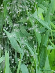 Pisaurina