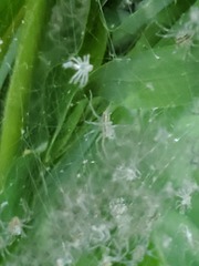 Pisaurina