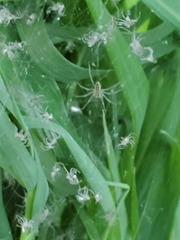 Pisaurina
