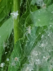 Pisaurina
