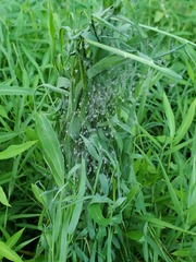 Pisaurina