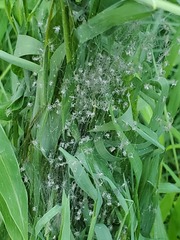 Pisaurina