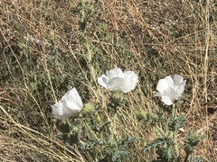 Argemone pleiacantha