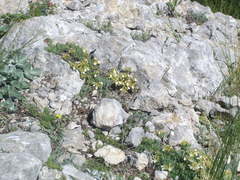 Teucrium montanum jailae