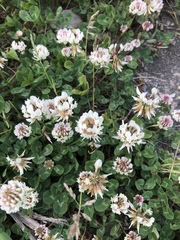 Trifolium repens