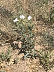 Argemone pleiacantha