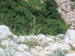 Stipa lithophila