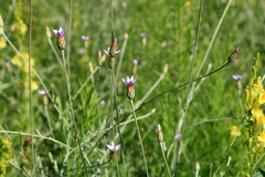 Xeranthemum cylindraceum