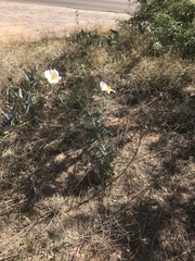 Argemone pleiacantha