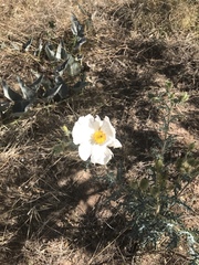 Argemone pleiacantha