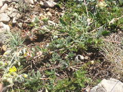 Anthyllis vulneraria pulchella