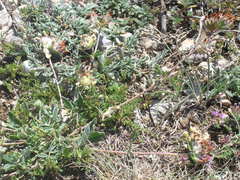 Anthyllis vulneraria pulchella