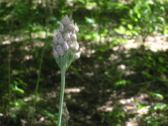 Allium siculum dioscoridis