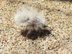 Dasymutilla gloriosa