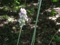 Allium siculum dioscoridis