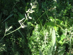 Delphinium fissum