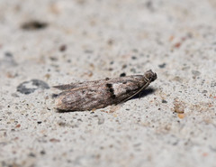 Wockia asperipunctella