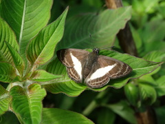 Sophista