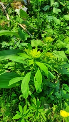 Euphorbia austriaca