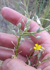Erysimum siliculosum