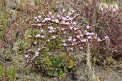 Limonium duriusculum