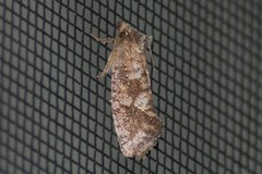 Acrolophus piger