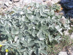 Hedysarum candidum