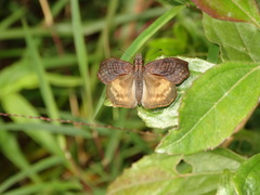 Theagenes dichrous