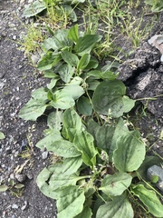 Plantago major