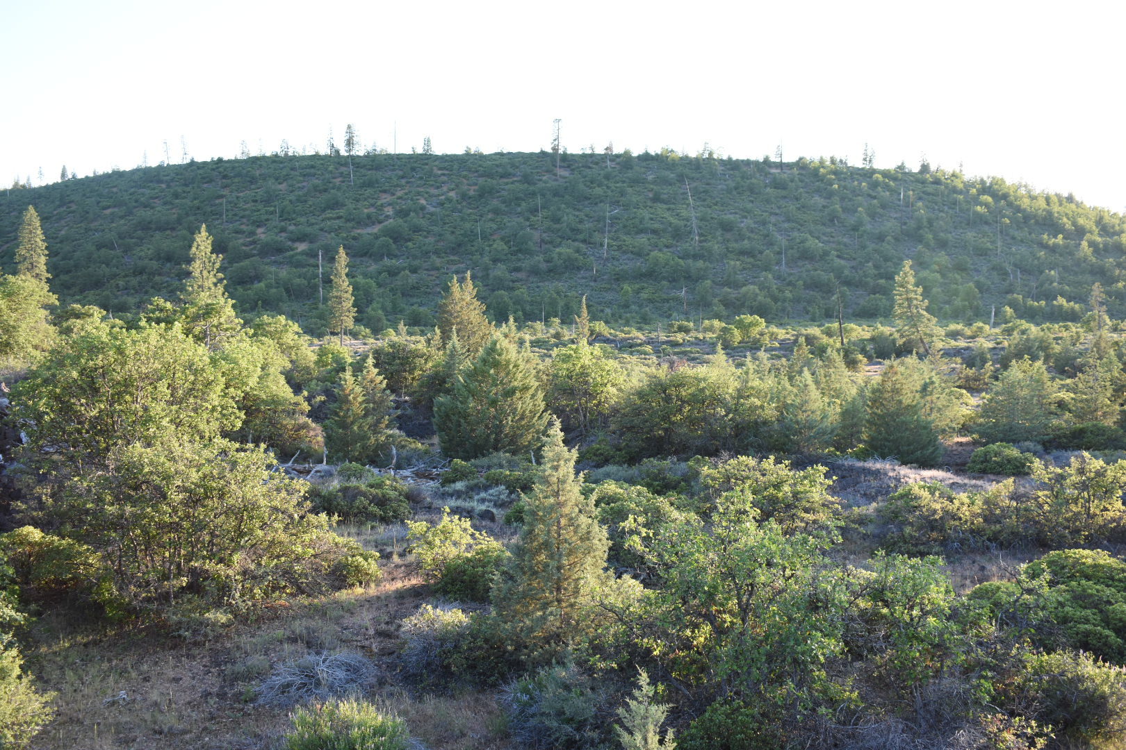 Hesperocyparis bakeri