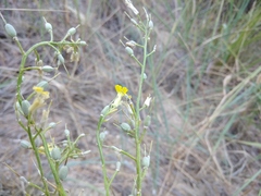Erysimum siliculosum