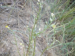 Erysimum siliculosum