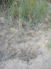 Erysimum siliculosum